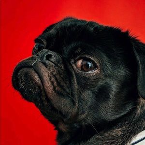 Meet your Posher, Jet mark